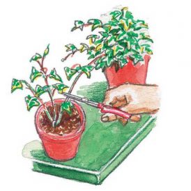 How to Layer Shrubs, Trees, Vines and Houseplants